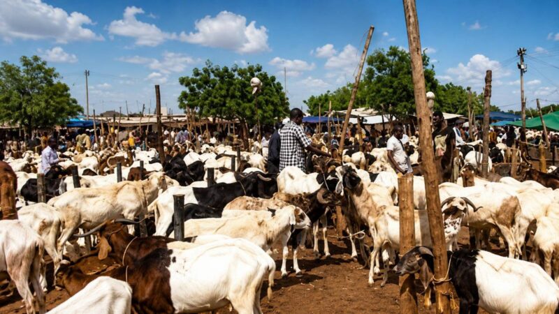 Blocus du bétail burkinabè : l&rsquo;état joue avec le feu économique avant la Tabaski