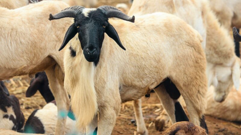 Tabaski : pourquoi l&rsquo;achat du mouton plonge les ménages sénégalais dans la précarité