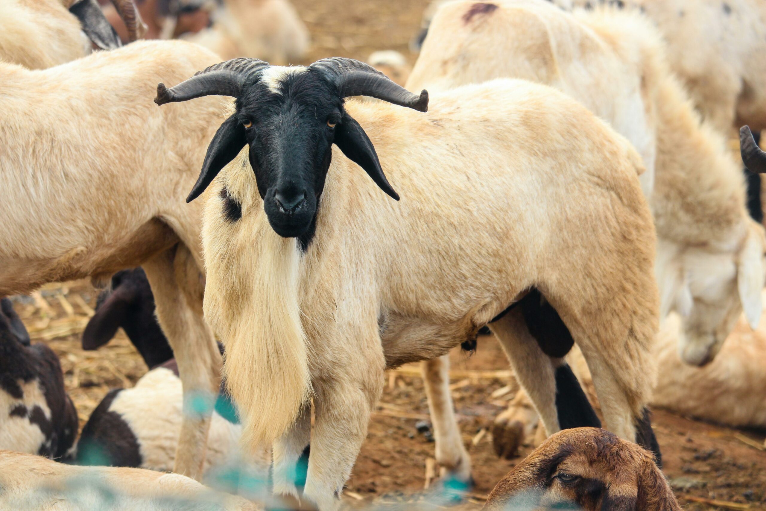 Tabaski : pourquoi l&rsquo;achat du mouton plonge les ménages sénégalais dans la précarité