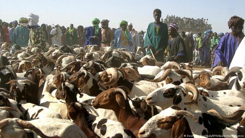 Tabaski au Mali : l&rsquo;armée sécurise l&rsquo;acheminement des moutons vers Bamako