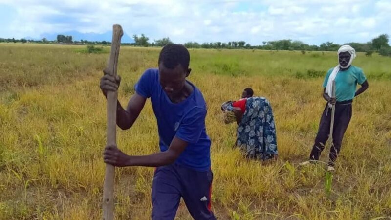 Champs écoles paysans au Tchad pour une agriculture durable