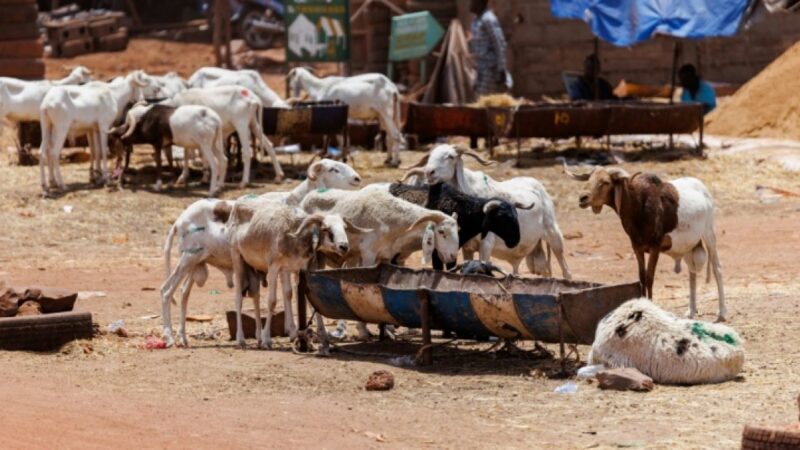 Tabaski à Bamako : la fête sous tension malgré le blocus jihadiste