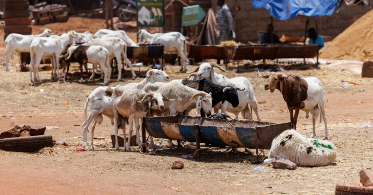 Tabaski à Bamako : la fête sous tension malgré le blocus jihadiste