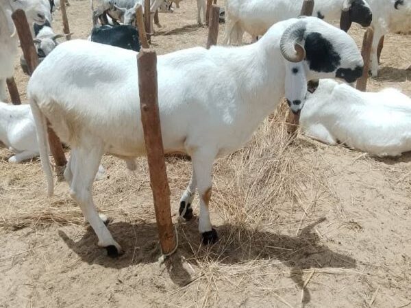Prix des moutons explosent à Niamey pour la Tabaski 2026