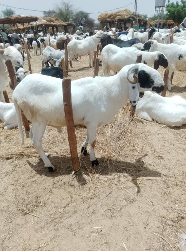 Prix des moutons explosent à Niamey pour la Tabaski 2026