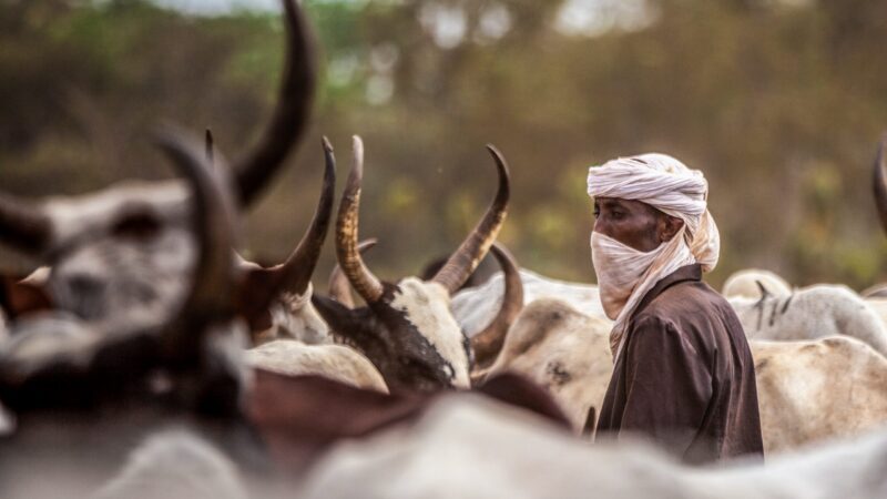 Tchad : la spirale de violence entre éleveurs et agriculteurs face à la crise climatique