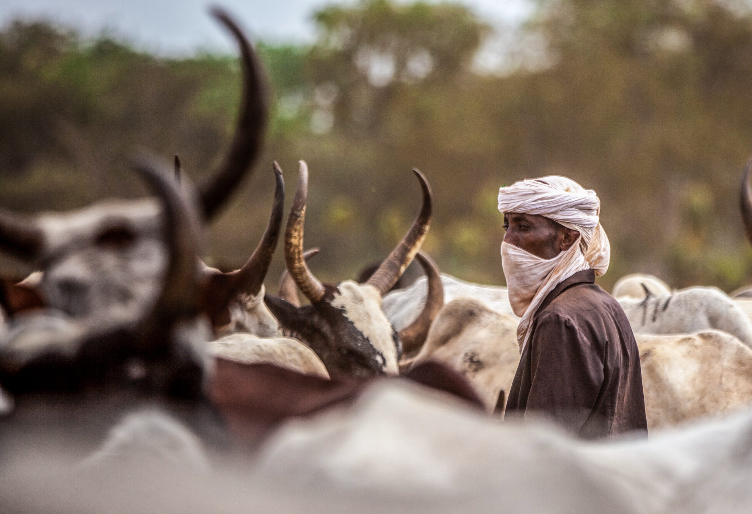 Tchad : la spirale de violence entre éleveurs et agriculteurs face à la crise climatique