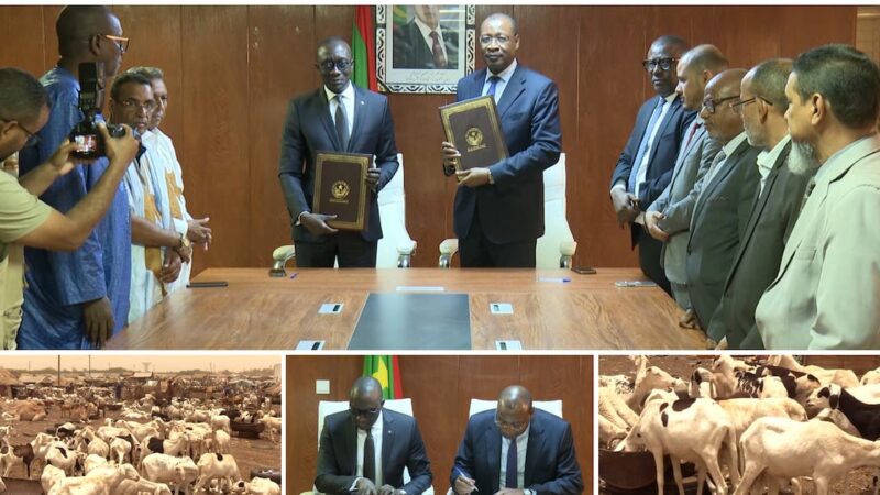 Mauritanie : 450 000 moutons en route pour le Sénégal malgré l&rsquo;insécurité au Mali
