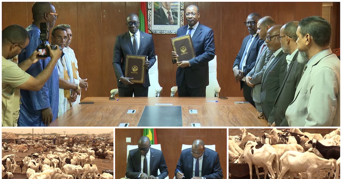 Mauritanie : 450 000 moutons en route pour le Sénégal malgré l&rsquo;insécurité au Mali