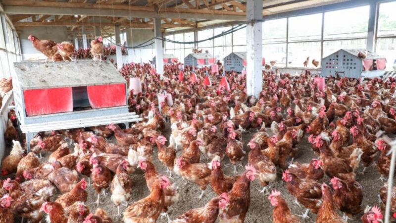 Souveraineté alimentaire au Gabon : le paradoxe des investisseurs locaux face aux projets étrangers