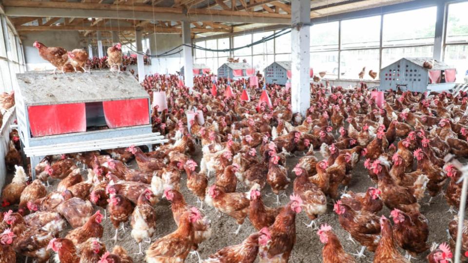 Souveraineté alimentaire au Gabon : le paradoxe des investisseurs locaux face aux projets étrangers