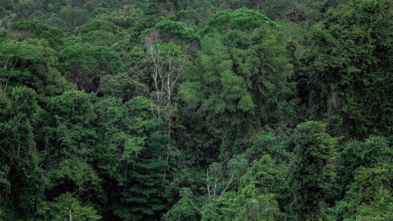 LVMH s&rsquo;apprête à signer un accord d&rsquo;approvisionnement forestier au Gabon