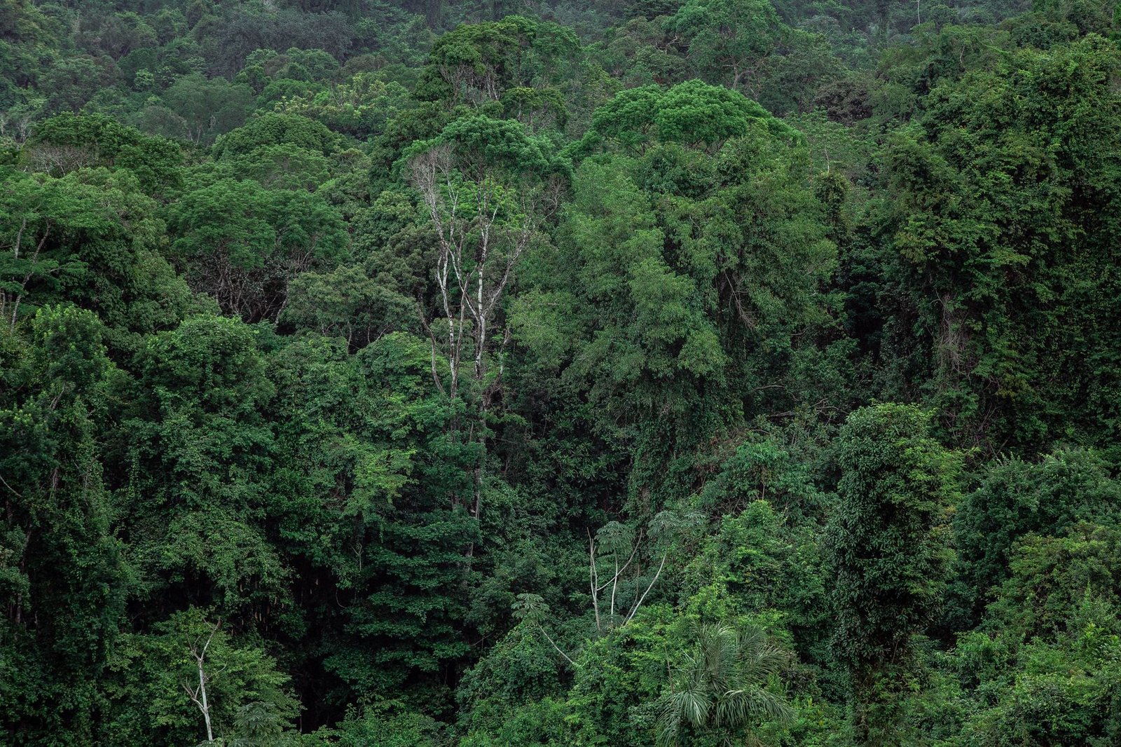 LVMH s&rsquo;apprête à signer un accord d&rsquo;approvisionnement forestier au Gabon