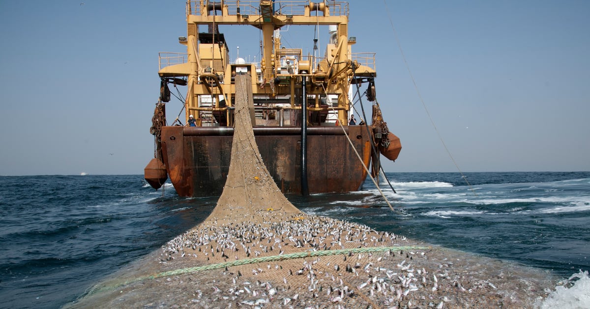 Le Gabon met fin à l&rsquo;accord de pêche avec l&rsquo;Union européenne