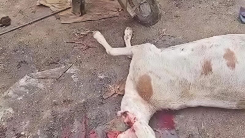 Abéché : un abattoir clandestin mis hors d&rsquo;état de nuire au quartier Farik Aguek