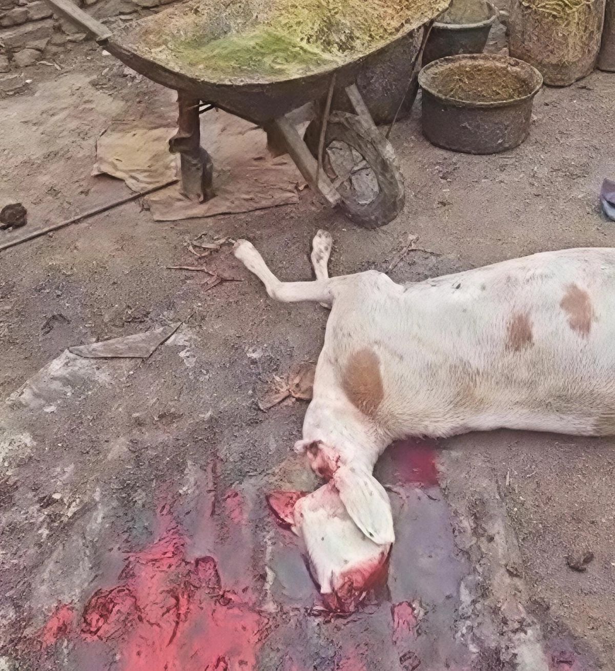 Abéché : un abattoir clandestin mis hors d&rsquo;état de nuire au quartier Farik Aguek