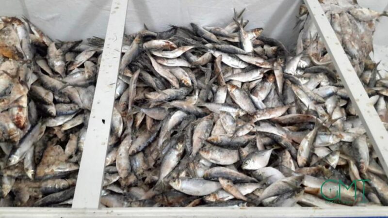 Gabon : interdiction provisoire des exportations de sardine et de poisson sans nom