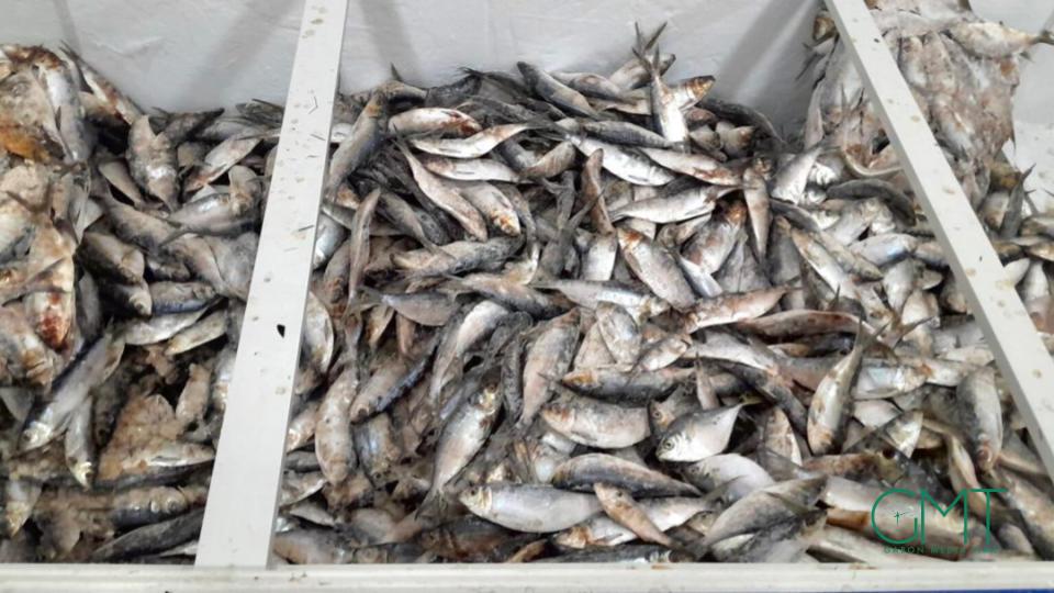 Gabon : interdiction provisoire des exportations de sardine et de poisson sans nom