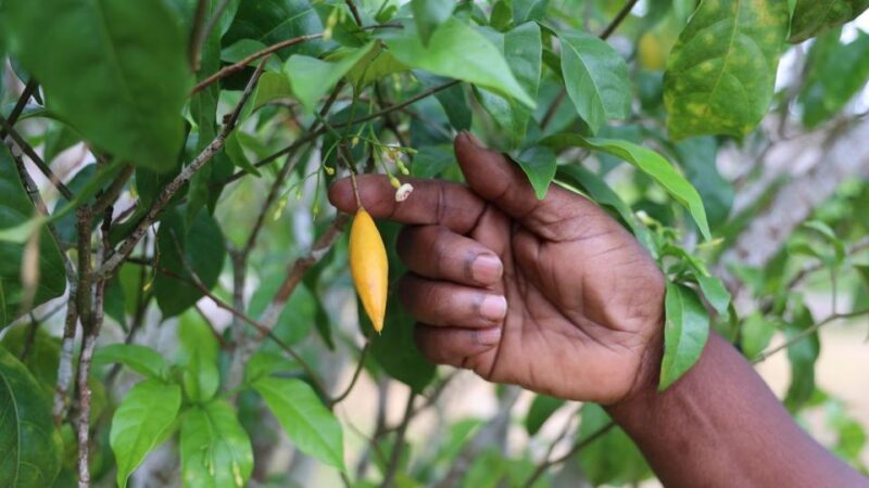 Iboga Gabon : vers une industrie locale de la santé naturelle