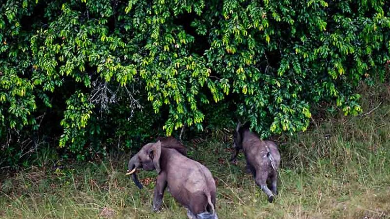 Le Gabon hisse ses parcs nationaux au sommet des standards mondiaux