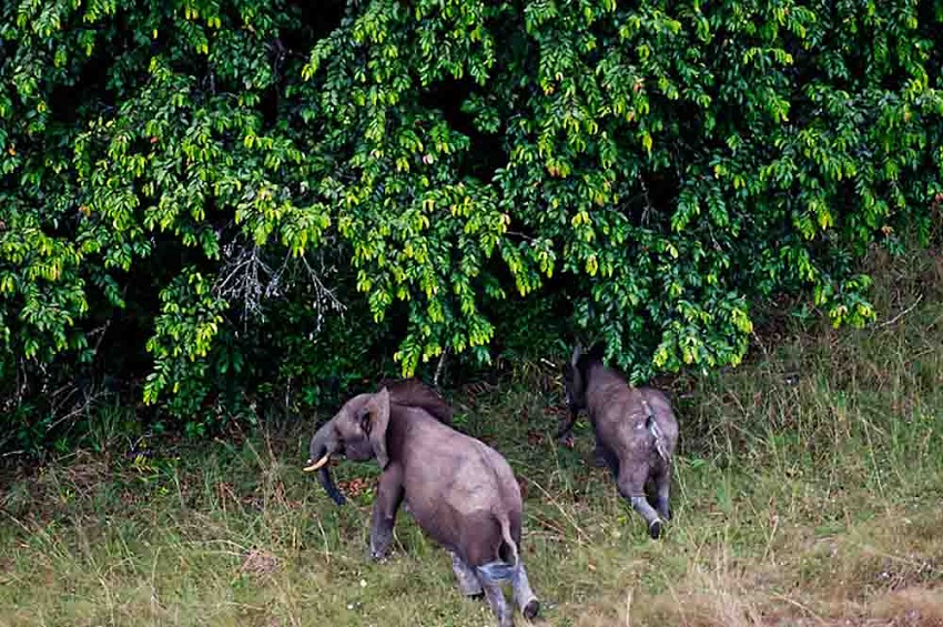Le Gabon hisse ses parcs nationaux au sommet des standards mondiaux