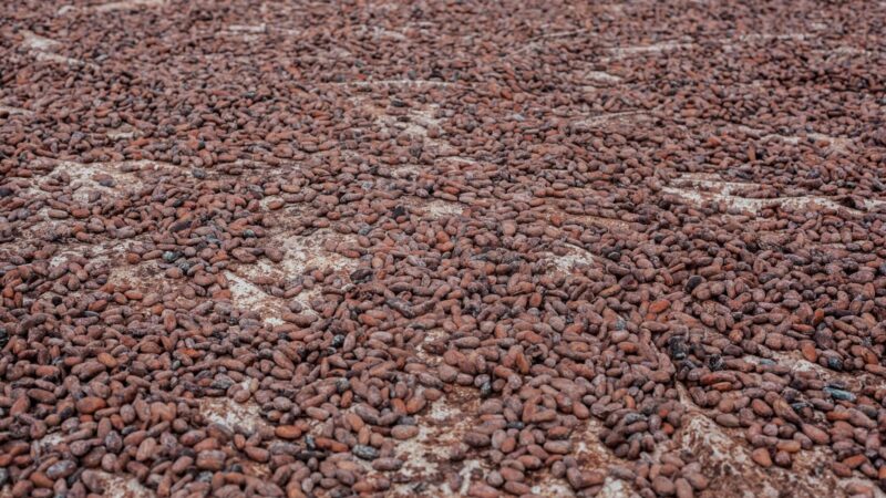 Le kilogramme de cacao camerounais atteint un nouveau record à 2 600 FCFA en fin de campagne