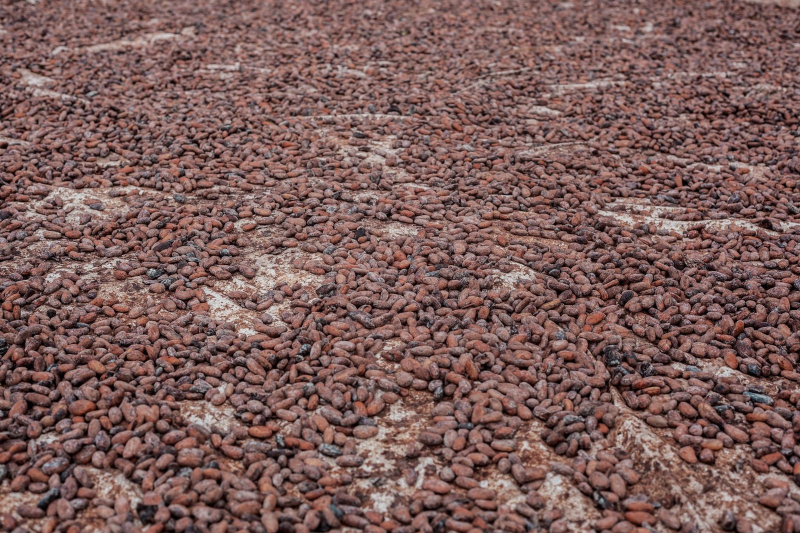 Le kilogramme de cacao camerounais atteint un nouveau record à 2 600 FCFA en fin de campagne