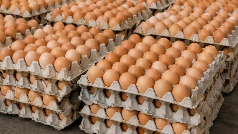 Prix des œufs au Burkina Faso : quand l&rsquo;État étouffe l&rsquo;aviculture locale