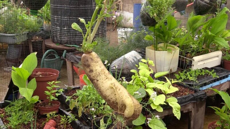 Circuits courts à Bamako : comment l&rsquo;agroécologie séduit les consommateurs
