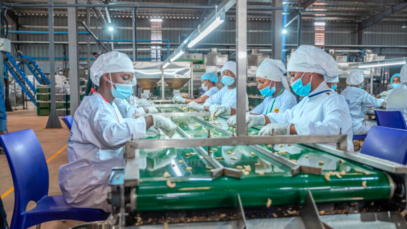Cajou ivoirien : un financement clé pour booster la transformation locale