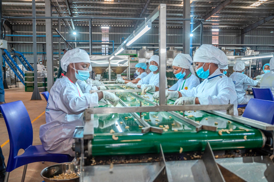Cajou ivoirien : un financement clé pour booster la transformation locale
