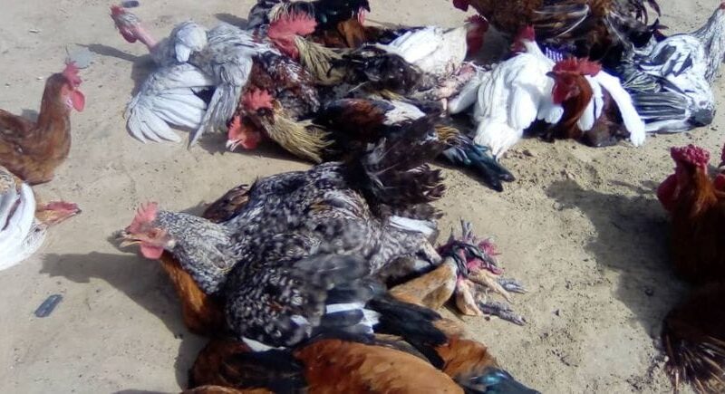 Crise de la volaille à ati : quand les prix explosent, c&rsquo;est tout le Tchad qui trinque