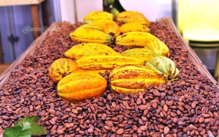 La Côte d&rsquo;Ivoire inaugure sa campagne café-cacao 2026-2027 : enjeux et perspectives