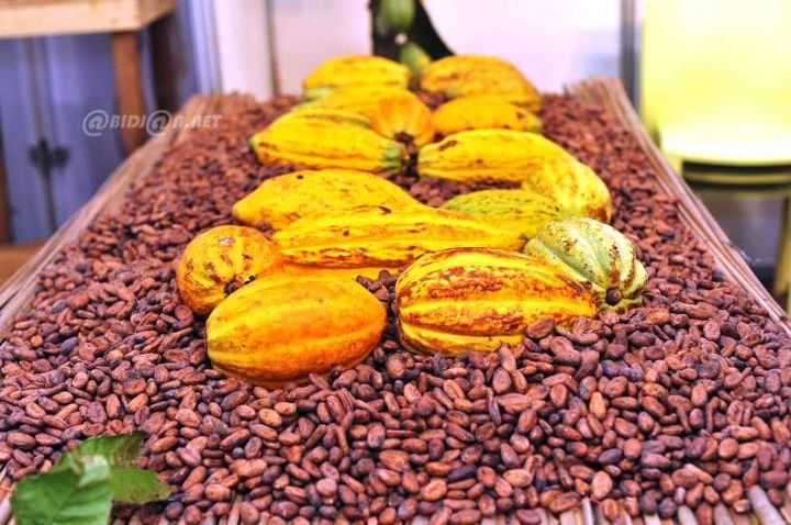 La Côte d&rsquo;Ivoire inaugure sa campagne café-cacao 2026-2027 : enjeux et perspectives