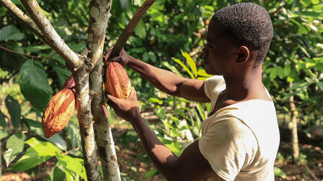 Cameroun : les planteurs de cacao en quête de perspectives économiques stables