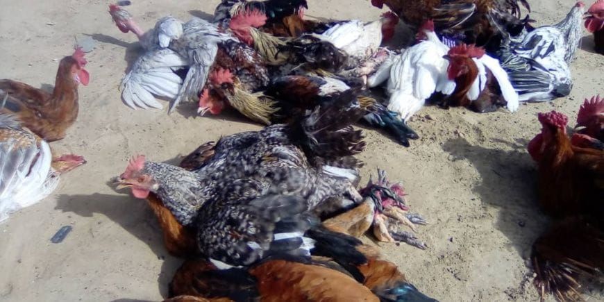 Éleveur dans un marché de volailles à Ati, Tchad