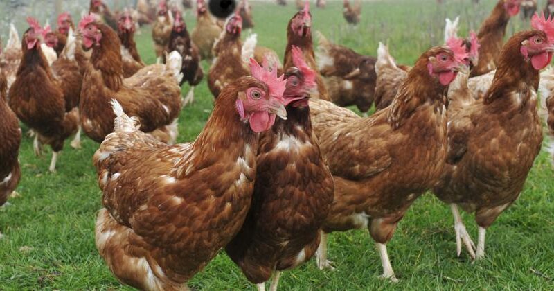 Poulet : le Gabon face à l&rsquo;échéance de 2027, un test décisif pour sa souveraineté