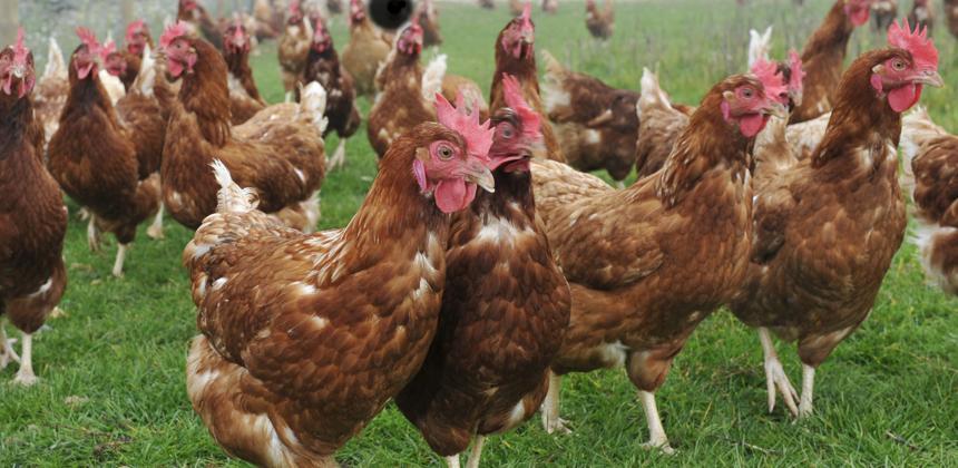 Poulet : le Gabon face à l&rsquo;échéance de 2027, un test décisif pour sa souveraineté