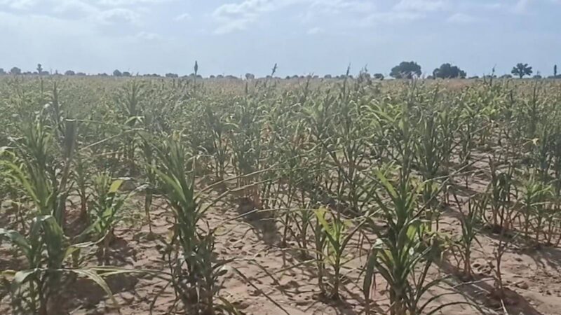 Le Burkina Faso peut-il encore sauver ses producteurs du maïs ou les a-t-il déjà sacrifiés ?