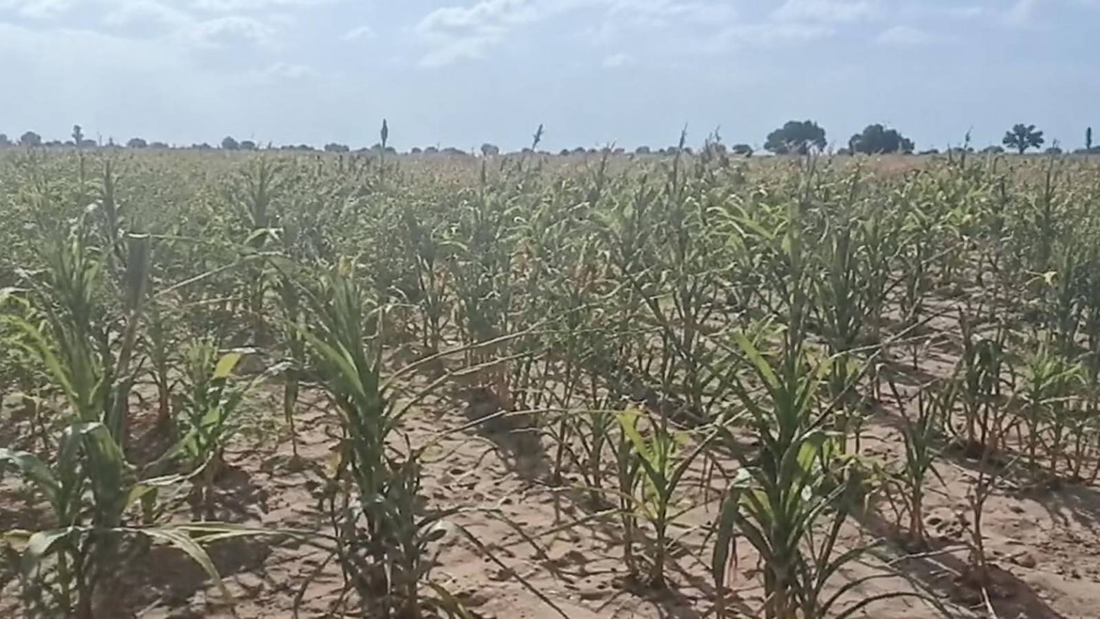 Le Burkina Faso peut-il encore sauver ses producteurs du maïs ou les a-t-il déjà sacrifiés ?