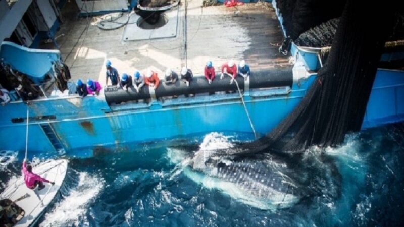 Pêche au Gabon : l&rsquo;heure des comptes avec l&rsquo;Union européenne